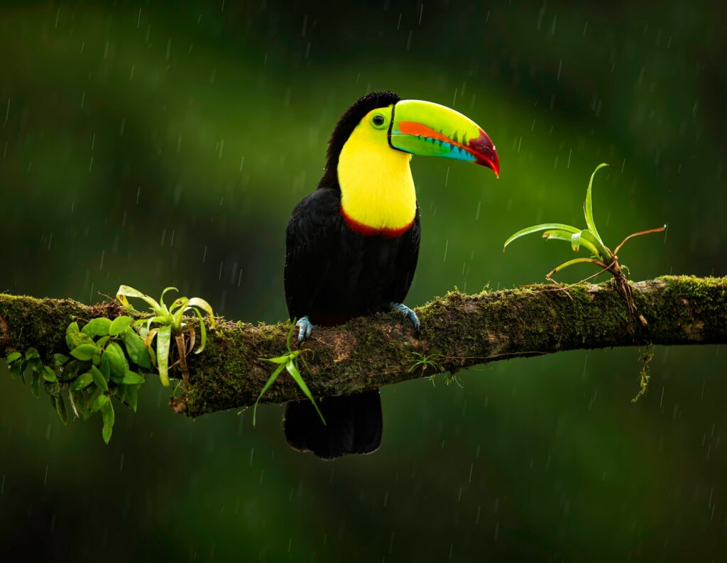 Animal Diversity in Costa Rica: An Overview • Your Pura Vida