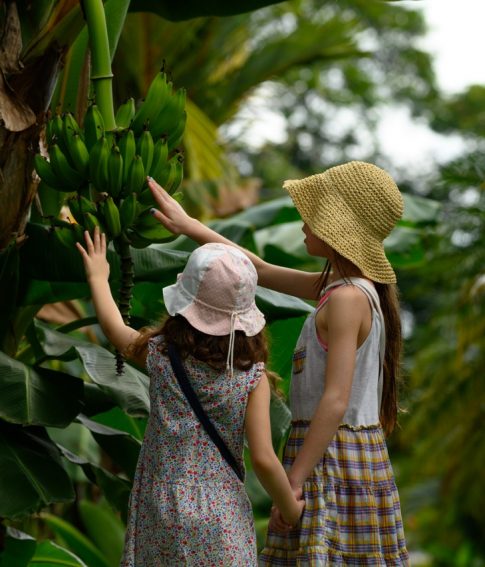 Children touching a banana tree